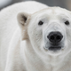 Illustration for article titled Polar Bear Dicks Now Just Breaking Off Due to Climate Change